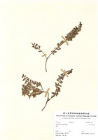 藏品(高山白珠樹)的圖片